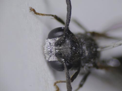 Mimumesa dahlbomi